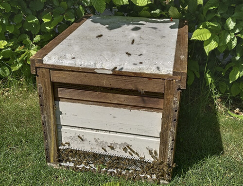 Bienen-Einsatz